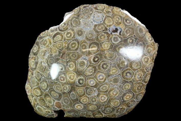 Polished Fossil Coral (Actinocyathus) - Morocco #90246